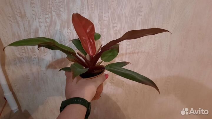 Филодендрон принц оранж