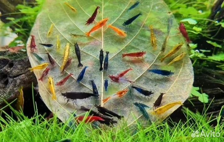 Аквариумные креветки