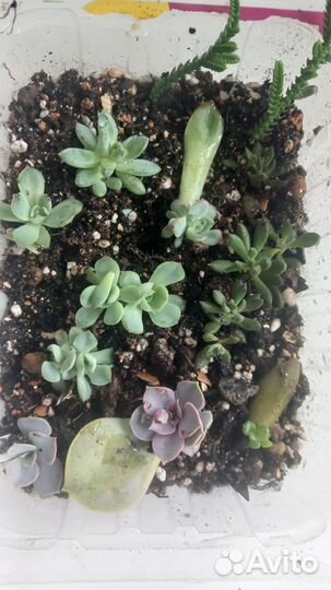 Суккуленты детки
