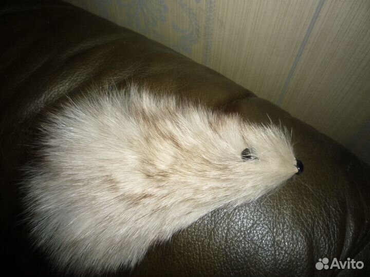 Панцири улиток