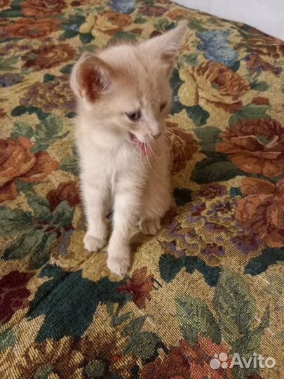 Котик в добрые руки