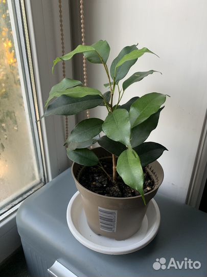 Фикус бенджамина