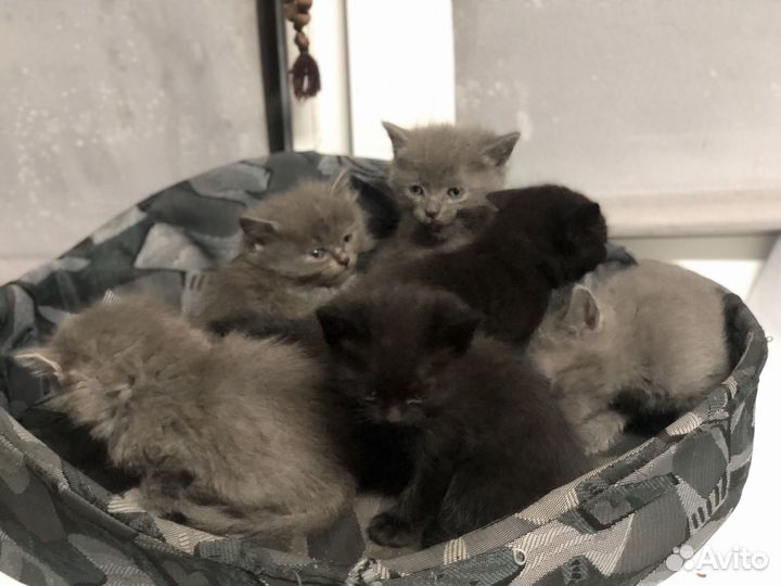 Котята в добрые руки