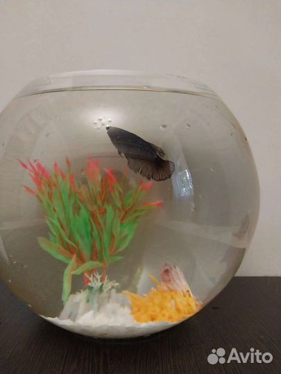 Аквармум с рыбкой