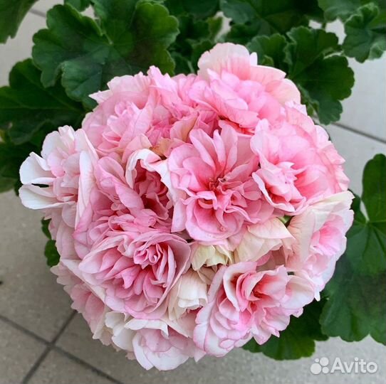 Пеларгония герань Ириол Eternite черенок