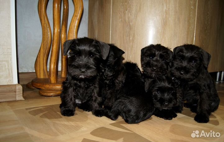 Цвергшнауцер малыш