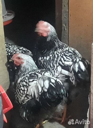 Молодые петухи