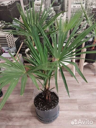 Пальма трахикарпус