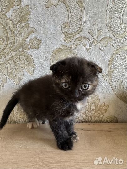 Британская кошечка