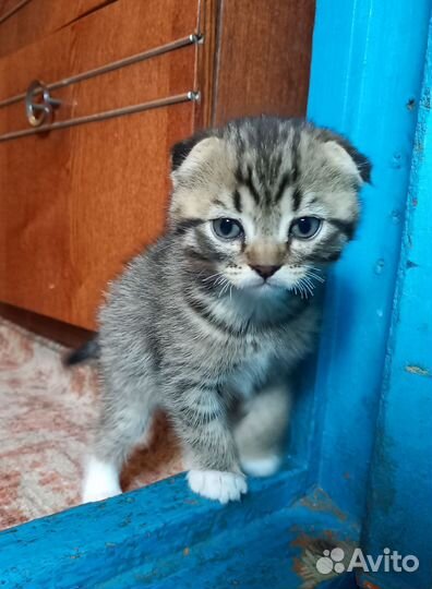 Котята британские вислоухие