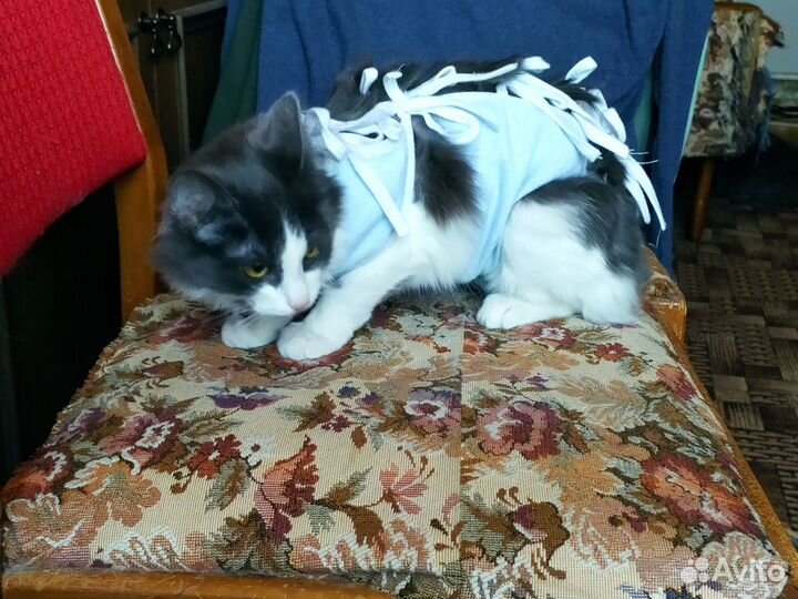 Стерилизованная кошечка 5 месяцев от роду