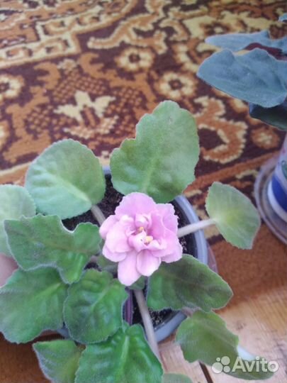 Сортовые фиалки цветущие