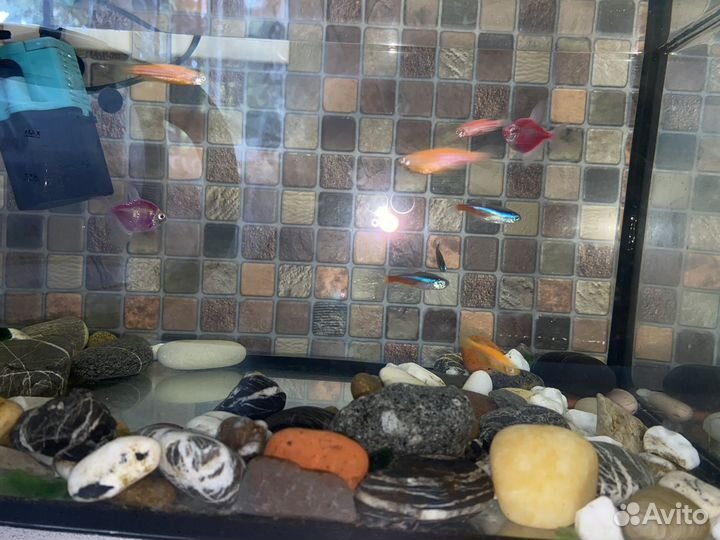 Аквариум с рыбками бу