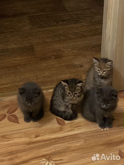 Котята в добрые руки