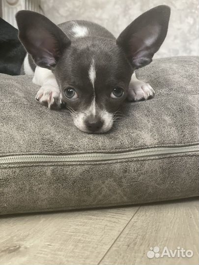 Малыш чихуахуа