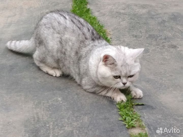 Приглашаем на вязку