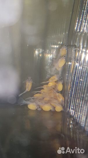 Номерные сомы L 201, L 399