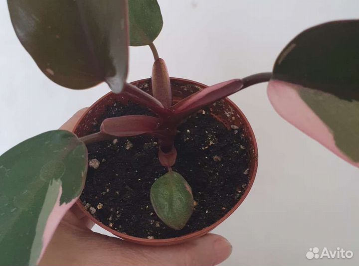 Эпипремнум, филодендрон