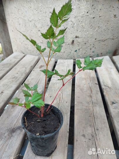 Астильба японская