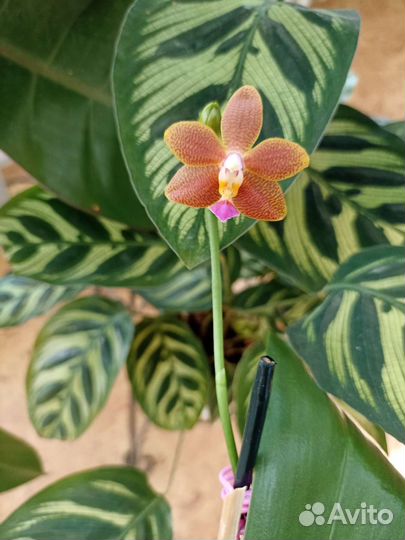 Орхидея Фаленопсис I-Hsin Salmon