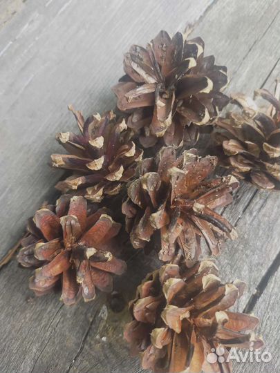 Шишки сосновые