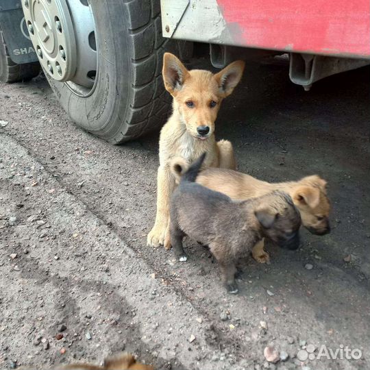 Щенки в добрые руки