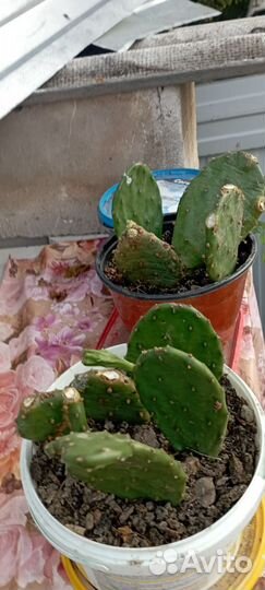 Кактус цветущий