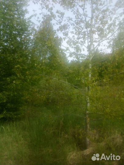 Саженцы дерева Береза