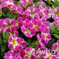 Черенки петунии, калибрахоа, алиссума, вербены