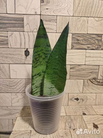 Сансевиерия зейланика фан