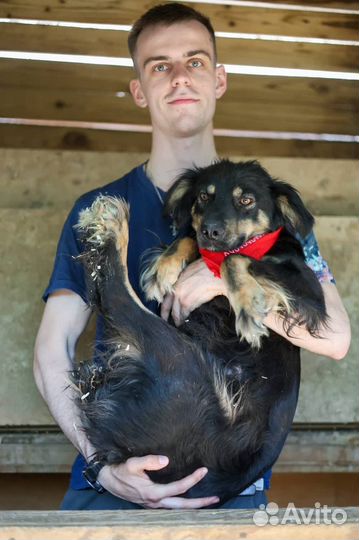 Фифа красотка, но это не помогло и она в приюте