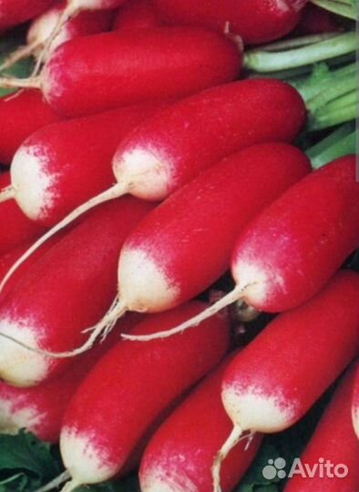 Семена редиса