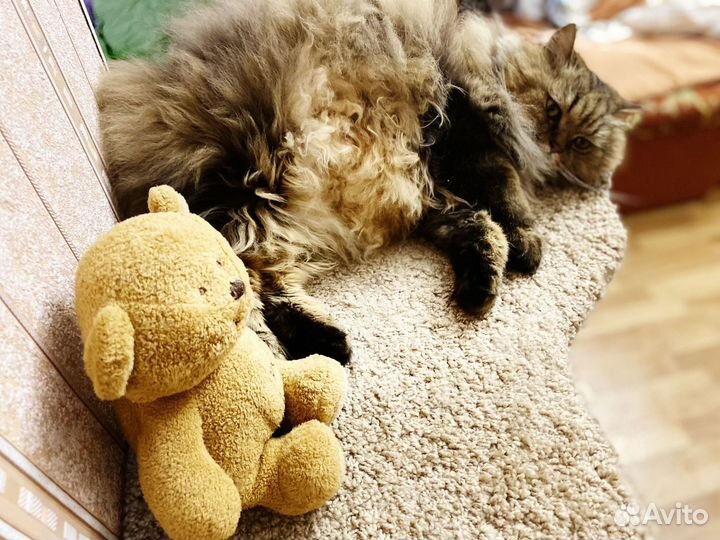 Самый веселый в мире кот Лео