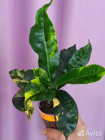 Кротоны Тайские