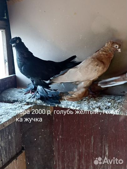 Продажа голубей