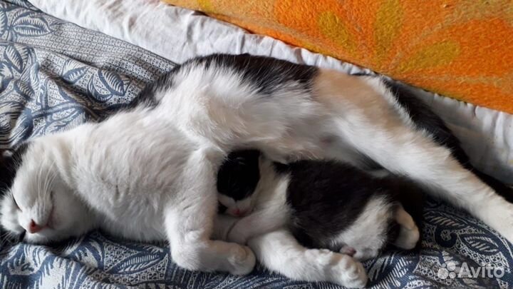 Отдаем котенка (девочку)