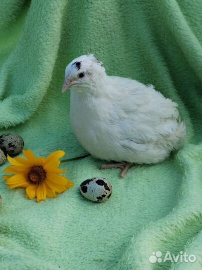 Перепела инкубационное яйцо