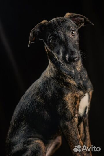 Голая собака в шерсти ксолоитцкуинтли