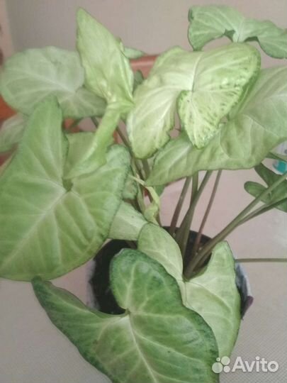 Сингониум.В горшочке 6 штук