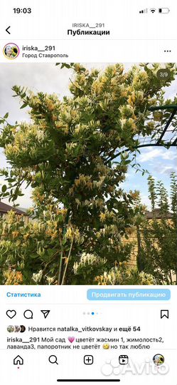 Жимолось Джеральда