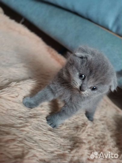 Шотландские котята