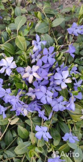 Почвопокровные растения