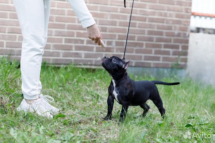 Щенки американский булли