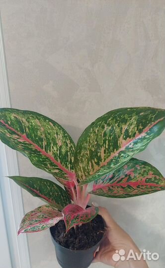 Сортовые аглаонемы, цветы на подарок