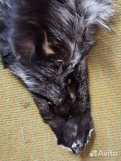 Шкура чернобурка цельная