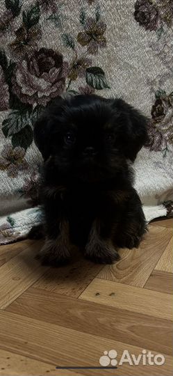 Бельгийский грифон