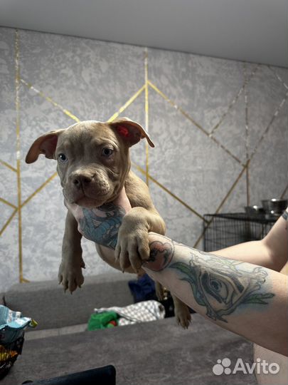 Американский булли