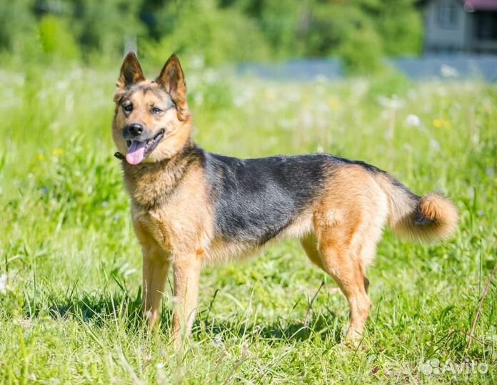 Собака /девочка. Рада