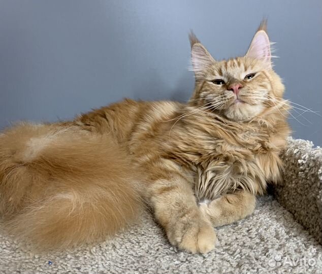 Мейн-кун Девочка