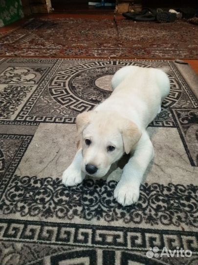 Домашние животные собаки щенки